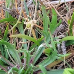 Plantago coronopus at Sutton, NSW - 21 Oct 2023