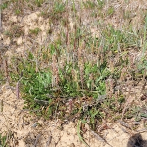 Plantago coronopus at Sutton, NSW - 21 Oct 2023