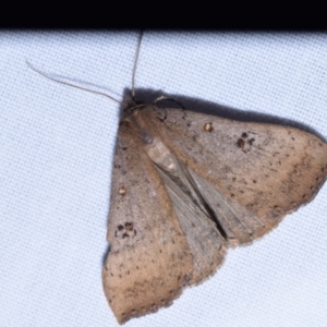 Rhapsa suscitatalis at Jerrabomberra, NSW - 19 Oct 2023