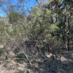 Acacia boormanii (Snowy River Wattle) at Greenway, ACT - 30 Sep 2023 by dwise