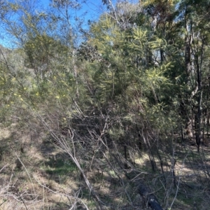 Acacia boormanii at Greenway, ACT - 30 Sep 2023 10:23 AM