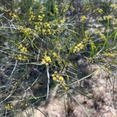 Acacia boormanii at Greenway, ACT - 30 Sep 2023 10:23 AM