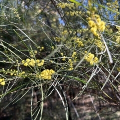 Acacia boormanii at Greenway, ACT - 30 Sep 2023 10:23 AM