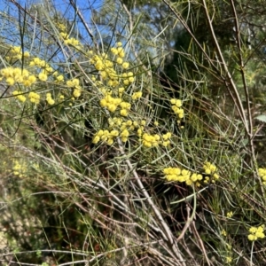 Acacia boormanii at Greenway, ACT - 30 Sep 2023 10:23 AM