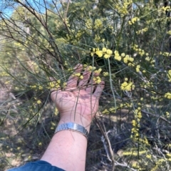 Acacia boormanii at Greenway, ACT - 30 Sep 2023 10:23 AM