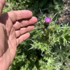 Carduus pycnocephalus (Slender Thistle) at Tuggeranong, ACT - 30 Sep 2023 by dwise