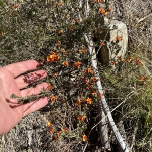 Dillwynia sericea at Paddys River, ACT - 30 Sep 2023