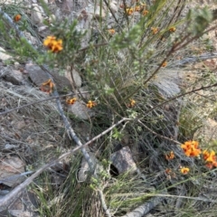 Dillwynia sericea at Paddys River, ACT - 30 Sep 2023