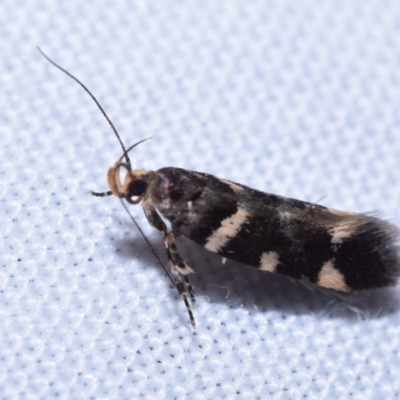 Macrobathra leucopeda (A Gelechioid moth) at QPRC LGA - 20 Oct 2023 by DianneClarke