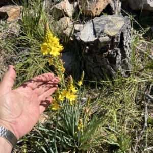 Bulbine glauca at Paddys River, ACT - 30 Sep 2023 02:19 PM