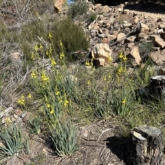 Bulbine glauca at Paddys River, ACT - 30 Sep 2023