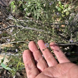 Vittadinia cuneata var. cuneata at Paddys River, ACT - 30 Sep 2023