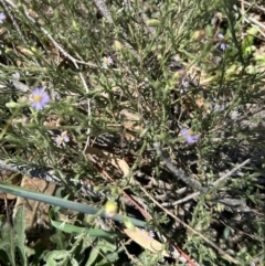 Vittadinia cuneata var. cuneata at Paddys River, ACT - 30 Sep 2023