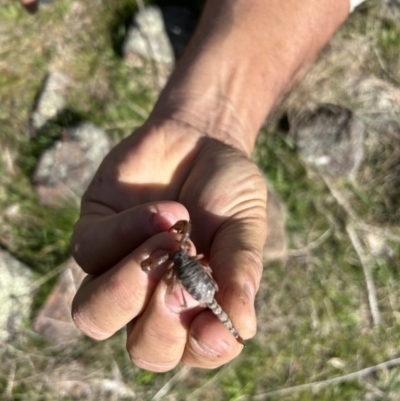 Urodacus manicatus (Black Rock Scorpion) at Bullen Range - 28 Sep 2023 by dwise