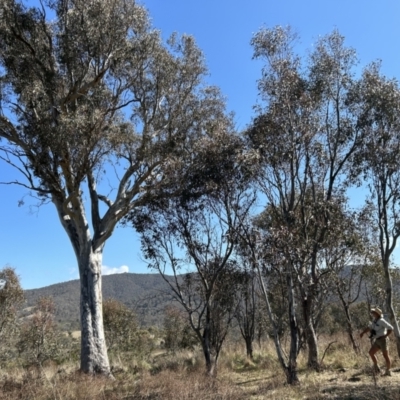 Eucalyptus blakelyi (Blakely's Red Gum) at Tuggeranong, ACT - 28 Sep 2023 by dwise