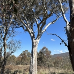 Eucalyptus blakelyi at Tuggeranong, ACT - 28 Sep 2023