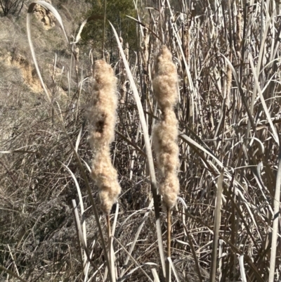 Typha orientalis (Broad-leaved Cumbumgi) at Bullen Range - 28 Sep 2023 by dwise