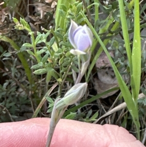 Thelymitra sp. at Cook, ACT - 21 Oct 2023