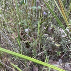 Thelymitra sp. at Cook, ACT - 21 Oct 2023