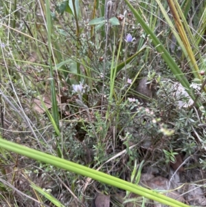 Thelymitra sp. at Cook, ACT - 21 Oct 2023