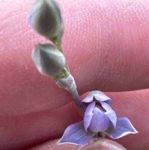 Thelymitra sp. at Cook, ACT - 21 Oct 2023