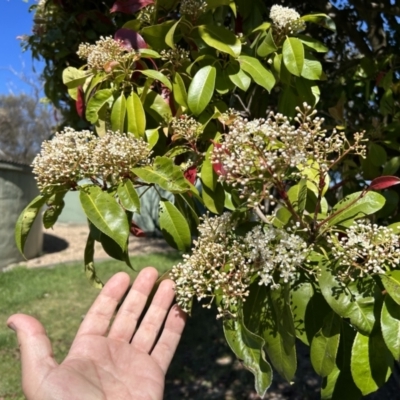 Photinia serratifolia (Chinese Photinia) at Tharwa, ACT - 29 Sep 2023 by dwise