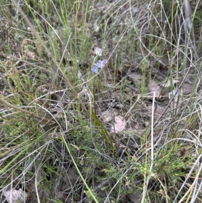 Thelymitra sp. (pauciflora complex) (Sun Orchid) at Cook, ACT - 21 Oct 2023 by lbradley