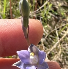 Thelymitra sp. (pauciflora complex) at Aranda Bushland - 21 Oct 2023