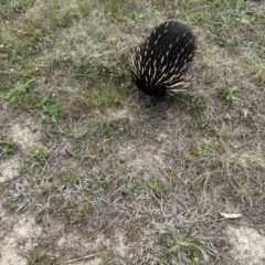 Tachyglossus aculeatus (Short-beaked Echidna) at Kambah, ACT - 25 Sep 2023 by dwise