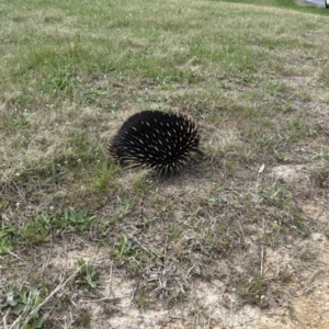 Tachyglossus aculeatus at Kambah, ACT - 25 Sep 2023