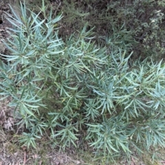 Lomatia myricoides (River Lomatia) at Lower Cotter Catchment - 25 Sep 2023 by dwise