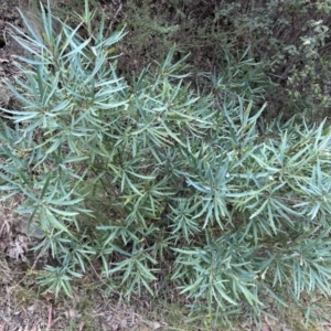 Lomatia myricoides at Cotter River, ACT - 26 Sep 2023