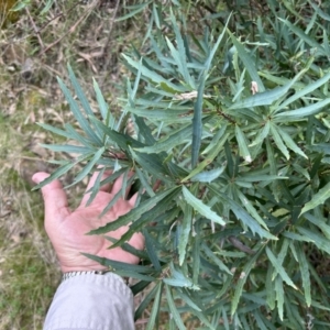 Lomatia myricoides at Cotter River, ACT - 26 Sep 2023