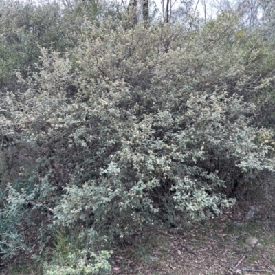 Pomaderris eriocephala (Woolly-head Pomaderris) at Lower Cotter Catchment - 25 Sep 2023 by dwise