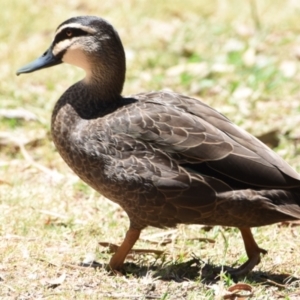 Anas superciliosa at Ormiston, QLD - 21 Oct 2023