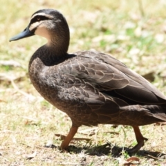 Anas superciliosa (Pacific Black Duck) at Ormiston, QLD - 21 Oct 2023 by PJH123