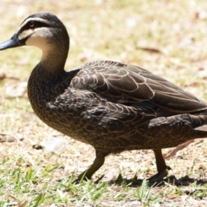 Anas superciliosa at Ormiston, QLD - 21 Oct 2023