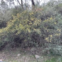 Acacia pravissima (Wedge-leaved Wattle, Ovens Wattle) at Cotter River, ACT - 26 Sep 2023 by dwise