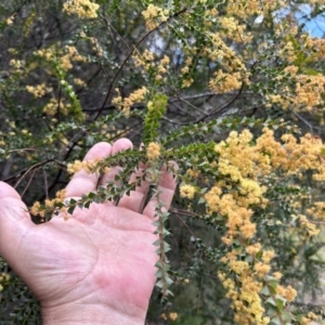 Acacia pravissima at Cotter River, ACT - 26 Sep 2023