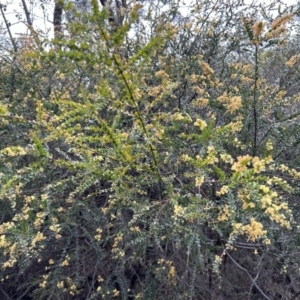 Acacia pravissima at Cotter River, ACT - 26 Sep 2023