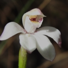 Caladenia alpina (Mountain Caps) at Namadgi National Park - 21 Oct 2023 by JohnBundock