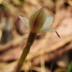 Caladenia alpina at Cotter River, ACT - suppressed