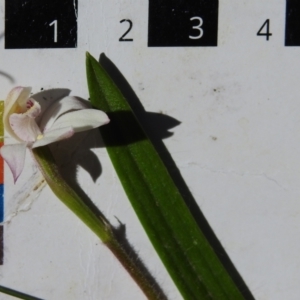 Caladenia alpina at Cotter River, ACT - suppressed