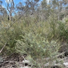 Leptospermum obovatum (River Tea Tree) at Cotter River, ACT - 26 Sep 2023 by dwise