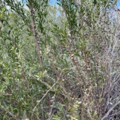 Leptospermum obovatum at Cotter River, ACT - 26 Sep 2023 09:53 AM