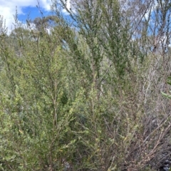 Leptospermum obovatum at Cotter River, ACT - 26 Sep 2023 09:53 AM