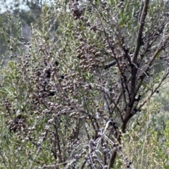 Leptospermum obovatum at Cotter River, ACT - 26 Sep 2023 09:53 AM