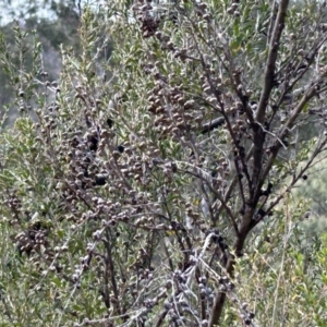 Leptospermum obovatum at Cotter River, ACT - 26 Sep 2023