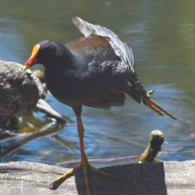 Gallinula tenebrosa (Dusky Moorhen) at Ormiston, QLD - 21 Oct 2023 by PJH123