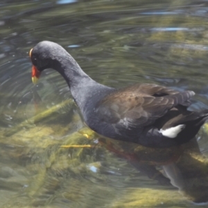 Gallinula tenebrosa at Ormiston, QLD - 21 Oct 2023 11:21 AM